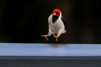 Hawaiian Birds 022016